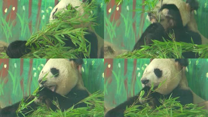 熊猫可爱生活