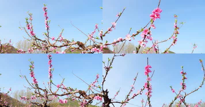开花 花朵 春暖花开 春天桃花 粉色 花 