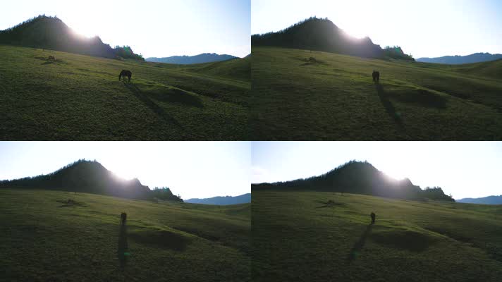 4K航拍逆光夕阳草原上马吃草美景实拍