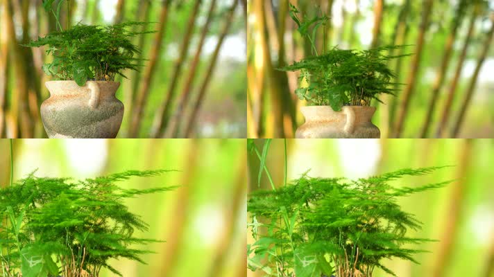 4K唯美绿植盆景文竹