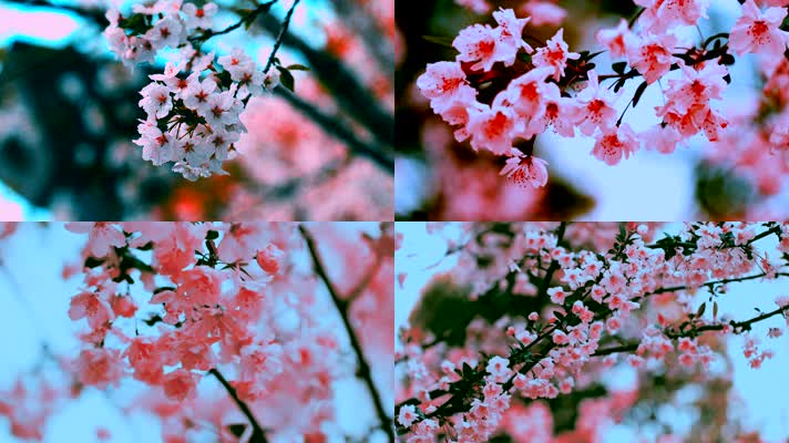 日系风格唯美樱花满天