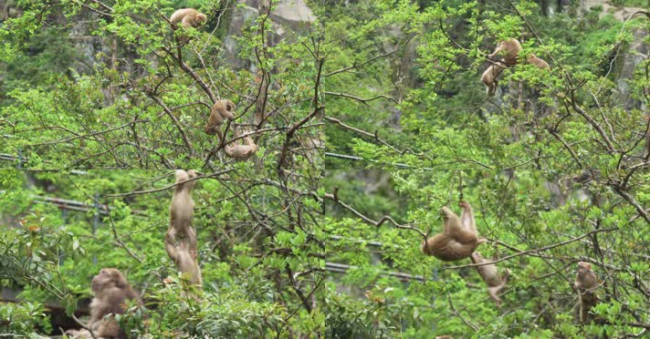 黄山猴玩耍实拍