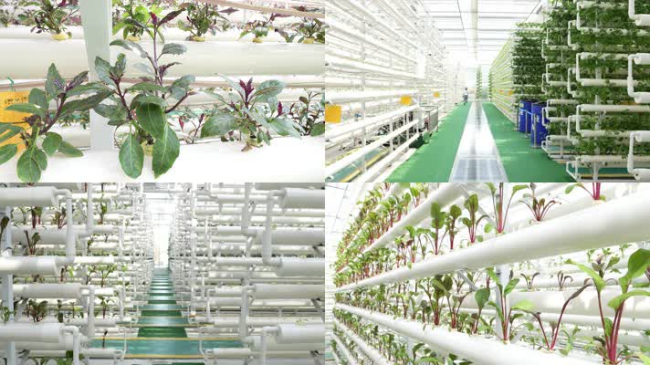 无土栽培 现代农业 温室大棚 绿色农业 农业