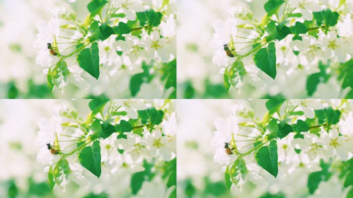 梨花盛开与蜜蜂采蜜