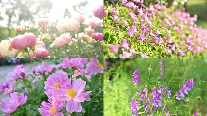 高清实拍春天阳光下各种美丽花儿延时摄影