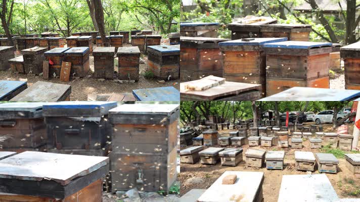 养蜂 蜂蜜 蜜蜂 蜜蜂养殖 群峰 蜂箱 蜂场
