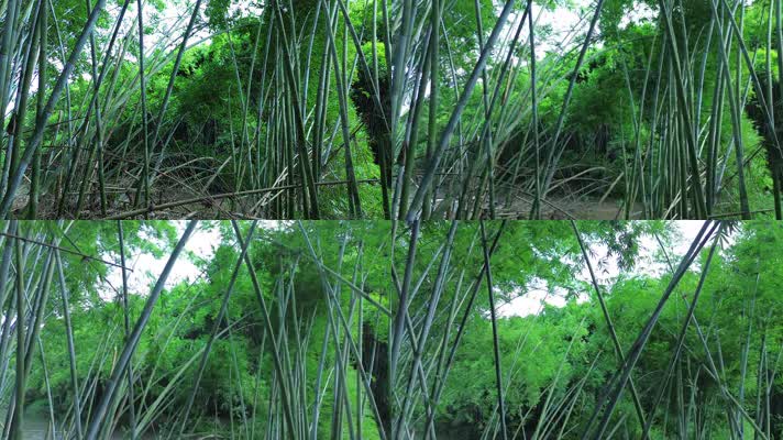 春天里的竹子竹林视频