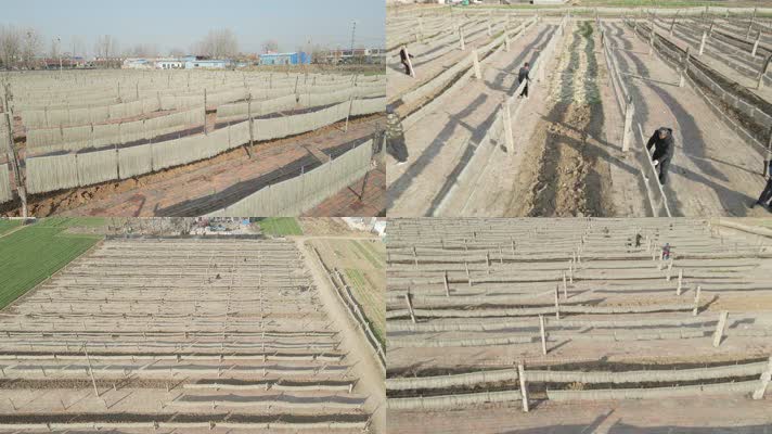 红薯 晾晒 美食 吃粉条 挂粉 地瓜晾粉 粉条